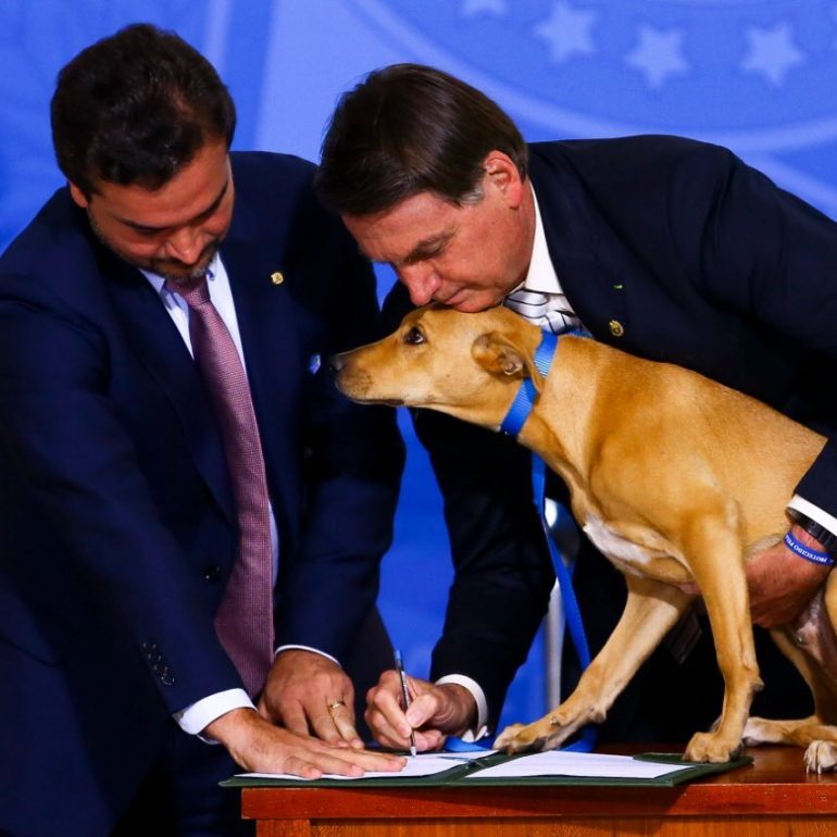 BOLSONARO FIRMÓ LEY EN CONTRA DEL MALTRATO ANIMAL - La Voz ...