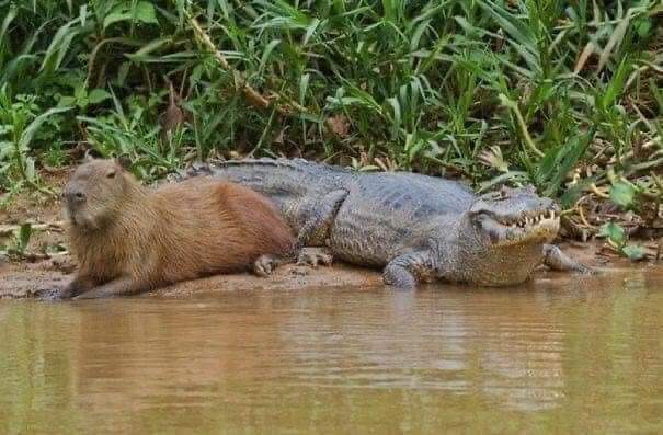 CAPIBARA, EL ANIMAL MÁS AMISTOSO DEL MUNDO - La Voz del Norte