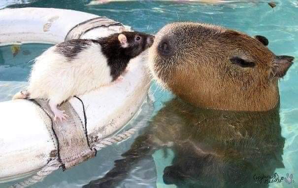 CAPIBARA, EL ANIMAL MÁS AMISTOSO DEL MUNDO - La Voz del Norte