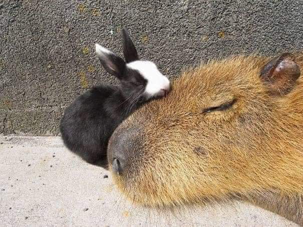 CAPIBARA, EL ANIMAL MÁS AMISTOSO DEL MUNDO - La Voz del Norte