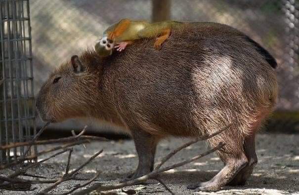 CAPIBARA, EL ANIMAL MÁS AMISTOSO DEL MUNDO - La Voz del Norte