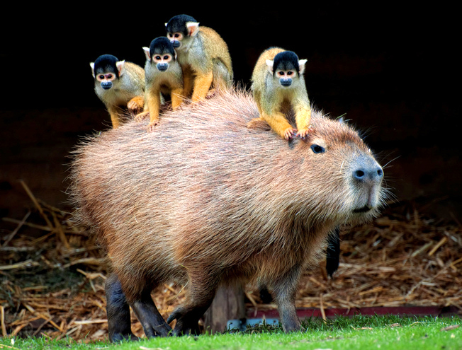 CAPIBARA, EL ANIMAL MÁS AMISTOSO DEL MUNDO - La Voz del Norte